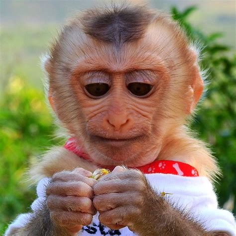 In Hulu&39;s Hit-Monkey, a snow monkey goes on a blood-soaked quest for revenge in Japan. . What happened to monkey kako